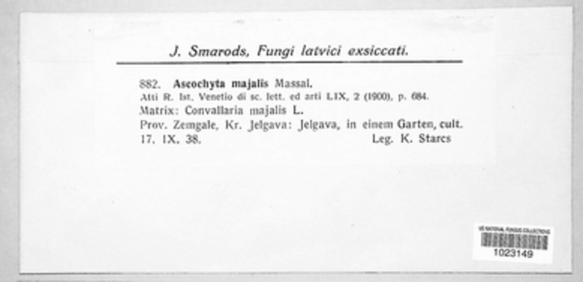 Ascochyta majalis image